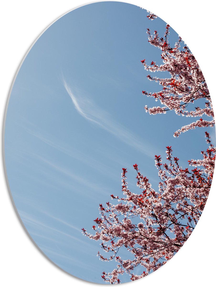 PVC Schuimplaat Ovaal - Bloesemboom onder Blauwe Lucht met Lichte Sluierbewolking - 42x56 cm Foto op Ovaal (Met Ophangsysteem)