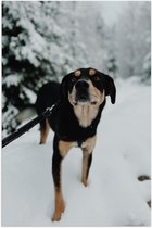 WallClassics - Poster Glanzend – Zwart met Bruine Entlebucher Hond in de Sneeuw - 40x60 cm Foto op Posterpapier met Glanzende Afwerking
