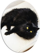 WallClassics - PVC Schuimplaat Ovaal - Zwarte langharige Kat op Wit Kussen met Gele Ogen - 51x68 cm Foto op Ovaal (Met Ophangsysteem)