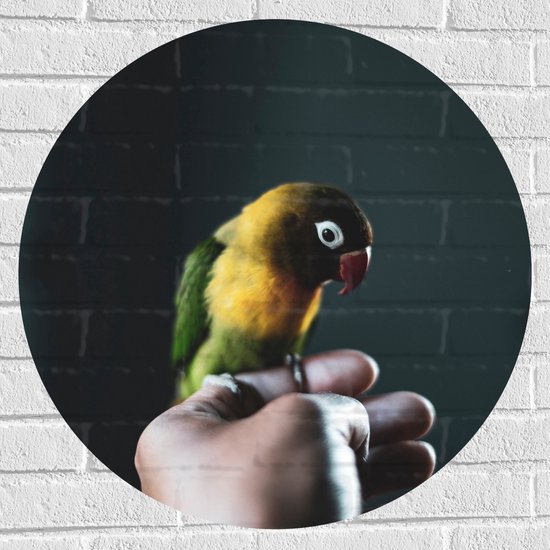 WallClassics - Muursticker Cirkel - Vogel op Hand - Zwartmaskeragapornis - 70x70 cm Foto op Muursticker