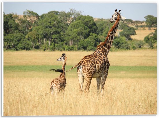 WallClassics - Plaque en Mousse PVC - Girafe qui Marche et Bébé Girafe - Photo 40x30 cm sur Plaque en Mousse PVC (Avec Système d'accrochage)