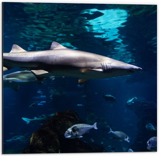 Dibond - Tropische Vissen Zwemmend bij Wateroppervlak - 50x50 cm Foto op Aluminium (Wanddecoratie van metaal)