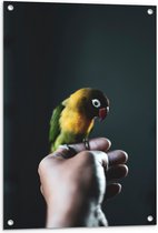 WallClassics - Tuinposter – Vogel op Hand - Zwartmaskeragapornis - 60x90 cm Foto op Tuinposter (wanddecoratie voor buiten en binnen)