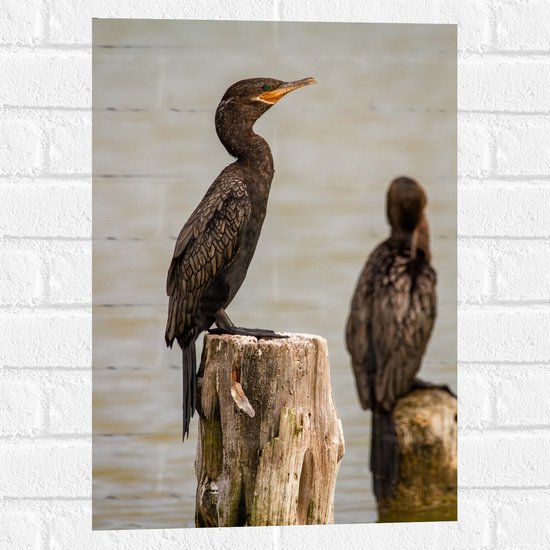 WallClassics - Muursticker - Vogels op Houten Paal in het water - Aalscholver - 40x60 cm Foto op Muursticker