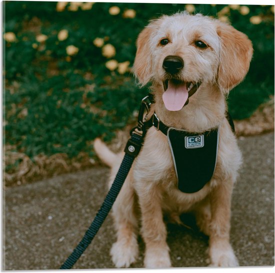 WallClassics - Verre Acrylique - Chien assis avec langue et harnais avec collier - 50x50 cm Photo sur verre acrylique (Décoration murale sur acrylique)