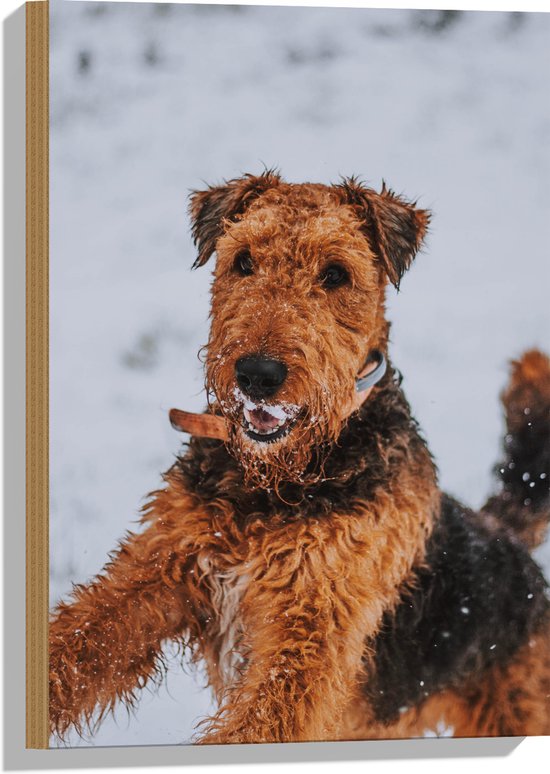 WallClassics - Bois - Chien Zwart et marron dans la neige - 40 x 60 cm - Épaisseur 9 mm - Photo sur bois (avec système de suspension)