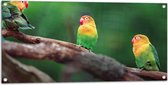 Tuinposter – Trio van Blije Kleurrijke Vogels op Takken van Bomen - 100x50 cm Foto op Tuinposter (wanddecoratie voor buiten en binnen)