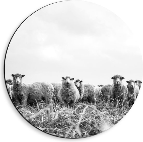 WallClassics - Cercle Mural Dibond - Troupeau de Moutons au Pâturage - Photo 40x40 cm sur Cercle Mural Aluminium (avec système d'accrochage)