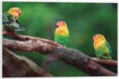 PVC Schuimplaat- Trio van Blije Kleurrijke Vogels op Takken van Bomen - 60x40 cm Foto op PVC Schuimplaat