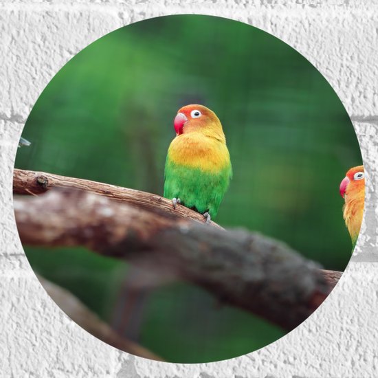 Muursticker Cirkel - Trio van Blije Kleurrijke Vogels op Takken van Bomen - 20x20 cm Foto op Muursticker