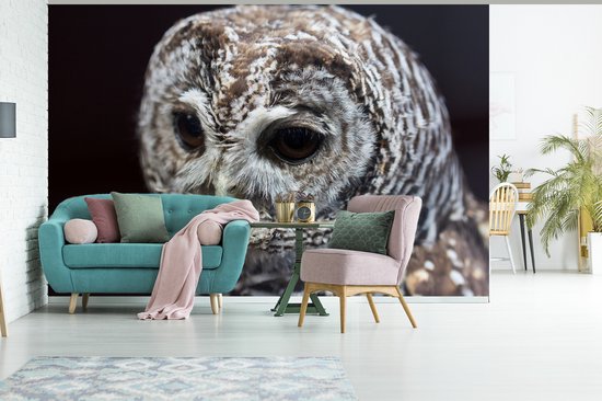 Papier peint photo vinyle - Chouette hulotte sur fond noir largeur 330 cm x hauteur 220 cm - Tirage photo sur papier peint (disponible en 7 tailles)