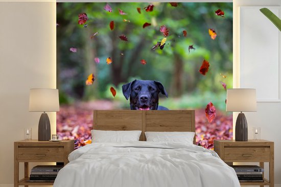 Foto: Behang fotobehang zwarte labrador retriever die tussen herfstbladeren ligt breedte 240 cm x hoogte 240 cm