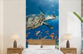 Behang - Fotobehang Koraalrif met schildpad - Breedte 120 cm x hoogte 240 cm