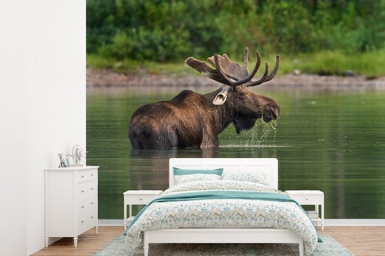 Papier peint photo peint photo vinyle - Orignal dans l'eau largeur 330 cm x hauteur 240 cm - Tirage photo sur papier peint (disponible en 7 tailles)