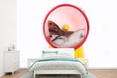 Behang - Fotobehang Hamsters in een wiel - Breedte 525 cm x hoogte 350 cm