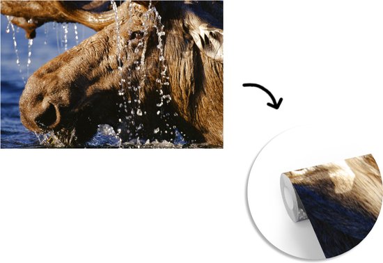 Papier peint photo vinyle - Gros plan d'un orignal dans l'eau largeur 390 cm x hauteur 260 cm - Tirage photo sur papier peint (disponible en 7 tailles)