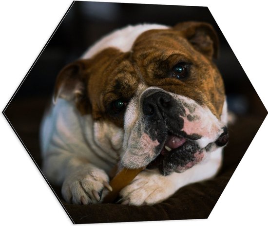 WallClassics - Dibond Hexagon - Bruin met Witte Hond met een Snoepje in zijn Mond - 60x52.2 cm Foto op Hexagon (Met Ophangsysteem)