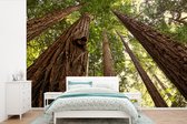 Behang - Fotobehang Weergave van Redwood bomen in een bos - Breedte 420 cm x hoogte 280 cm