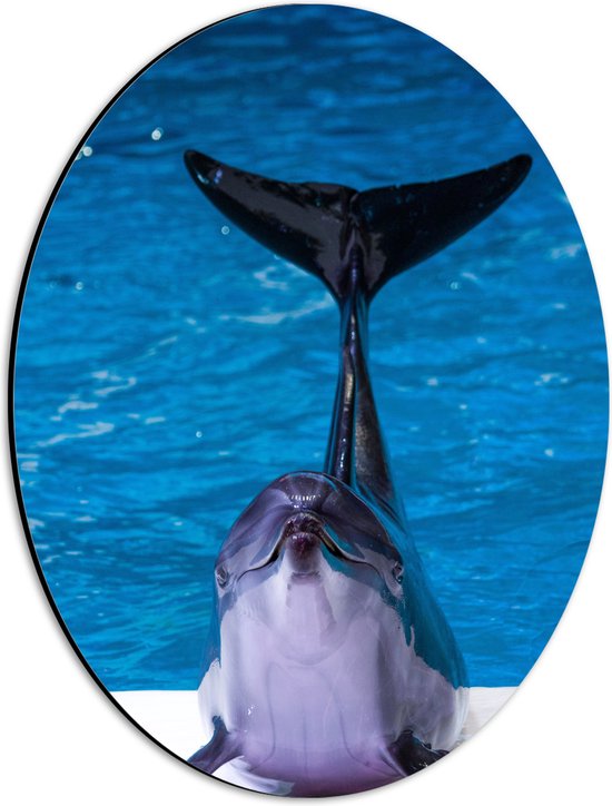 WallClassics - Dibond Ovaal - Blije Dolfijn voor het Water - 30x40 cm Foto op Ovaal (Met Ophangsysteem)