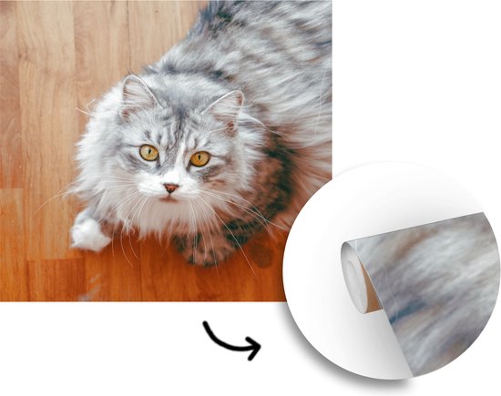 Papier peint photo en vinyle - Looking up Maine Coon cat largeur 260 cm x hauteur 260 cm - Tirage photo sur papier peint (disponible en 7 tailles)