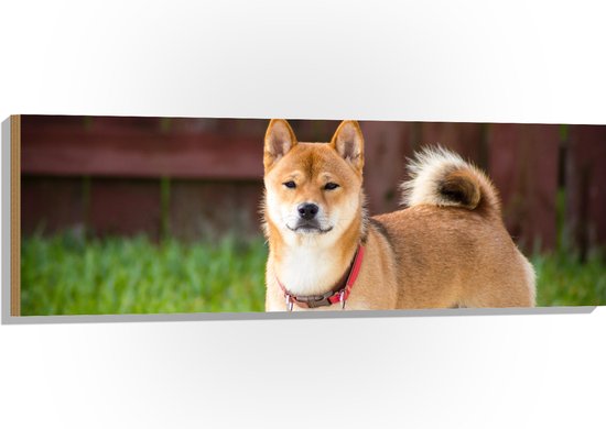 WallClassics - Hout - Bruin Hond met Rode Halsband in het Gras - 120x40 cm - 9 mm dik - Foto op Hout (Met Ophangsysteem)