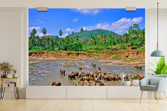 Vinyle Papier peint photo - Un groupe d'éléphants se baigner dans le flux Ma Oya dans Pinnawala sur Ceylan largeur 525 cm x hauteur 350 cm - impression sur le papier peint photo (disponible en 7 tailles)