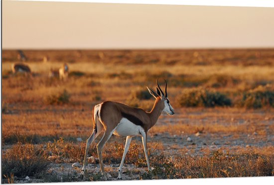 Dibond - Achterkant van Antilope in Landschap, Afrika - 120x80 cm Foto op Aluminium (Met Ophangsysteem)