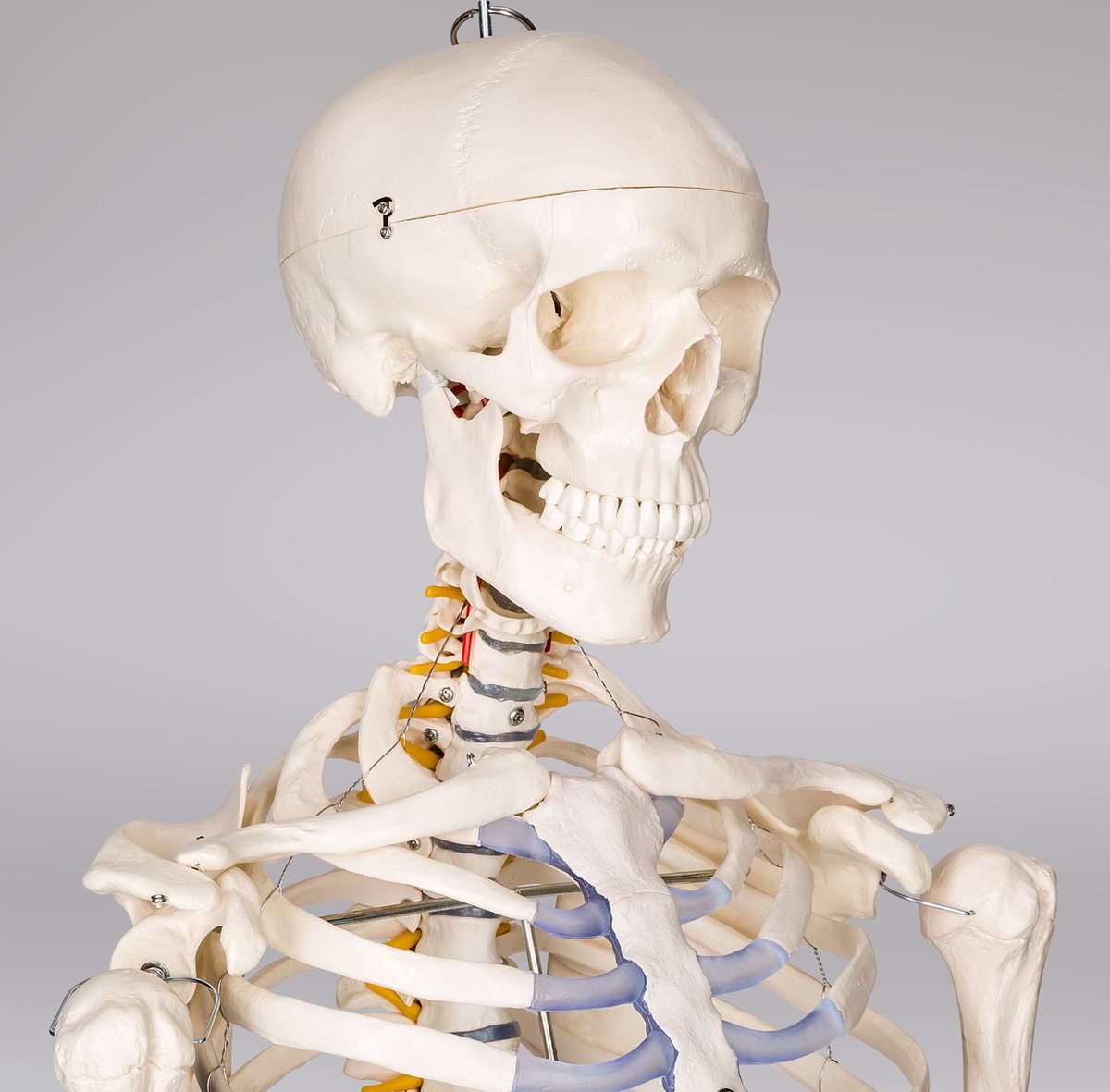 tectake® Anatomie Skelet - 181cm - Levensgroot Medisch Model op Staandaard met Wielen - Beweegbaar - Afneembare Onderdelen - incl. Poster met Spieren en Botten — afbeelding 6