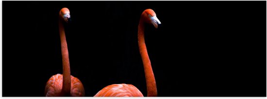 WallClassics - Poster Glanzend – Twee Flamingo's tegen Zwarte Achtergrond - 60x20 cm Foto op Posterpapier met Glanzende Afwerking
