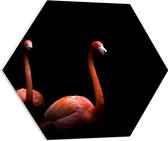 WallClassics - PVC Schuimplaat Hexagon - Twee Flamingo's tegen Zwarte Achtergrond - 60x52.2 cm Foto op Hexagon (Met Ophangsysteem)