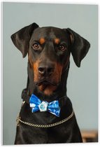 WallClassics - PVC Schuimplaat - Hond met Blauwe Strik - 60x90 cm Foto op PVC Schuimplaat (Met Ophangsysteem)