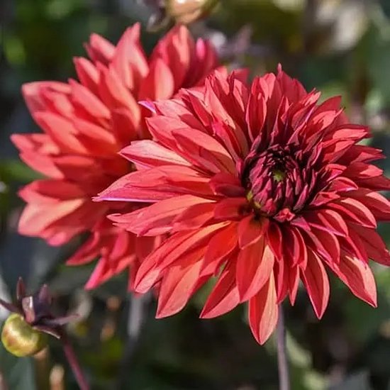 Dahlia Danique 3 stuks | bol.com