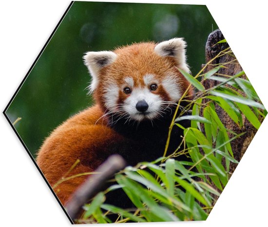 Dibond Hexagon - Aandoenlijke Rode Panda op Boomstam met Groene Planten - 40x34.8 cm Foto op Hexagon (Met Ophangsysteem)