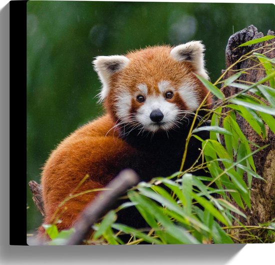 Canvas - Aandoenlijke Rode Panda op Boomstam met Groene Planten - 30x30 cm Foto op Canvas Schilderij (Wanddecoratie op Canvas)