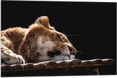 WallClassics - Drapeau - Lion endormi - Tigre - Photo sur drapeau polyester 75x50 cm