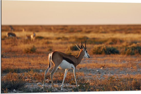 Dibond - Achterkant van Antilope in Landschap, Afrika - 90x60 cm Foto op Aluminium (Wanddecoratie van metaal)