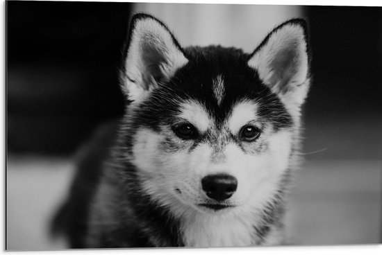 WallClassics - Dibond - Husky Hond in het Zwart Wit - 75x50 cm Foto op Aluminium (Met Ophangsysteem)