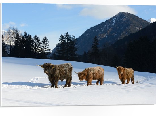 PVC Schuimplaat - Drie Schotse Hooglanders in Sneeuw Landschap bij Bergen - 75x50 cm Foto op PVC Schuimplaat (Met Ophangsysteem)