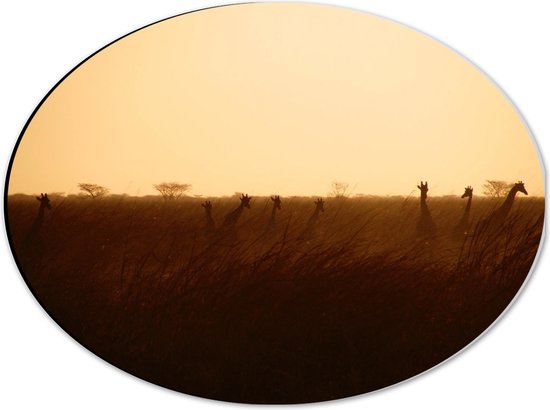 Dibond Ovaal - Giraffen op de Savanne tijdens Zonsopkomst - 40x30 cm Foto op Ovaal (Met Ophangsysteem)