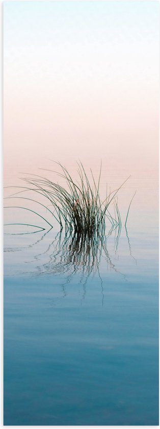 Poster (Mat) - Gras Plant in het Water - 20x60 cm Foto op Posterpapier met een Matte look