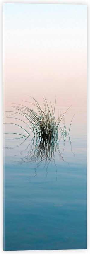 Acrylglas - Gras Plant in het Water - 20x60 cm Foto op Acrylglas (Wanddecoratie op Acrylaat)