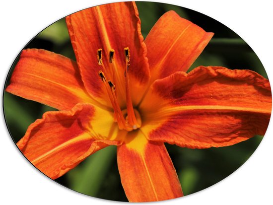 WallClassics - Dibond Ovaal - Bovenaanzicht van Oranje Getinte Bloem - 68x51 cm Foto op Ovaal (Met Ophangsysteem)