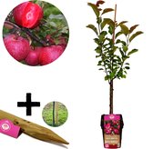 Malus domestica ‘Baya Marisa’® rode appel met rood vruchtvlees, met plantensteun, 5 liter pot