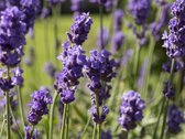 12x Lavendel (Lavandula angustifolia 'Munstead') - P9 pot (9x9)