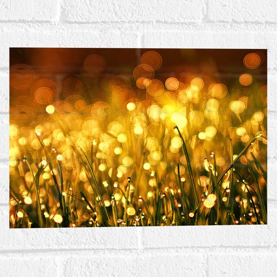 Muursticker - Gras met Gouden Waterdruppels - 40x30 cm Foto op Muursticker