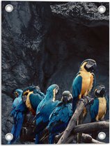 Tuinposter – Groep Papegaaien met Blauwe en Gele Veren - 30x40 cm Foto op Tuinposter (wanddecoratie voor buiten en binnen)