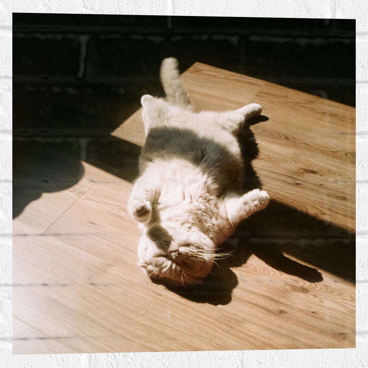 Muursticker - Bruinkleurige Kat Liggend op Houten Vloer in het Zonnetje - 50x50 cm Foto op