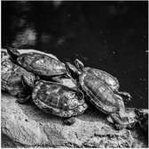 Poster (Mat) - Groep Kleine Schildpadden op Rots in het Water (Zwart- wit) - 50x50 cm Foto op Posterpapier met een Matte look