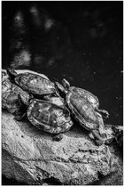 Poster (Mat) - Groep Kleine Schildpadden op Rots in het Water (Zwart- wit) - 50x75 cm Foto op Posterpapier met een Matte look
