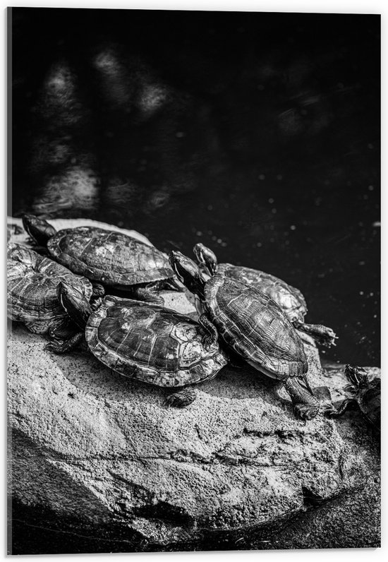 Acrylglas - Groep Kleine Schildpadden op Rots in het Water (Zwart- wit) - 40x60 cm Foto op Acrylglas (Wanddecoratie op Acrylaat)